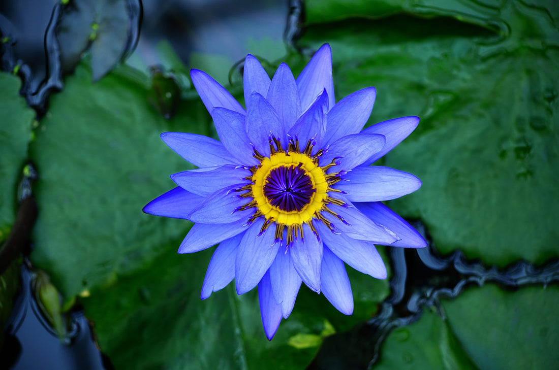Blue Lotus and Hapé: A Synergistic Blend of Ancient and Modern Ceremonial Use
