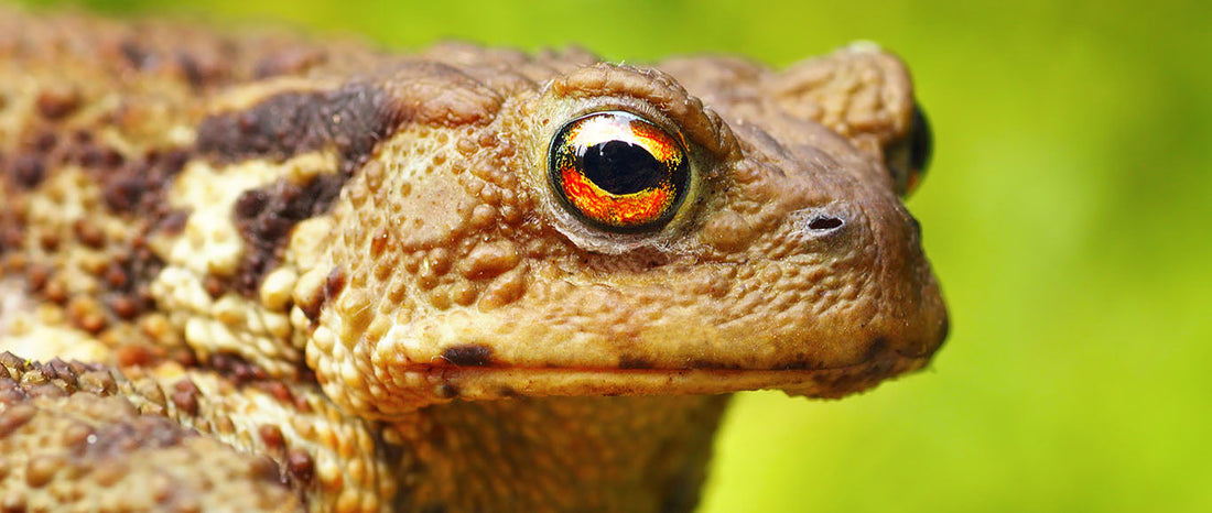 What is Bufo? Uncovering the Spiritual Insights of This Sacred Medicine