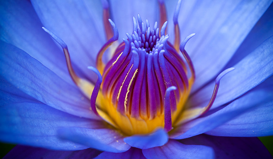 Opening the Heart with Blue Lotus Hapé: Ceremony for Dreamers and Seekers