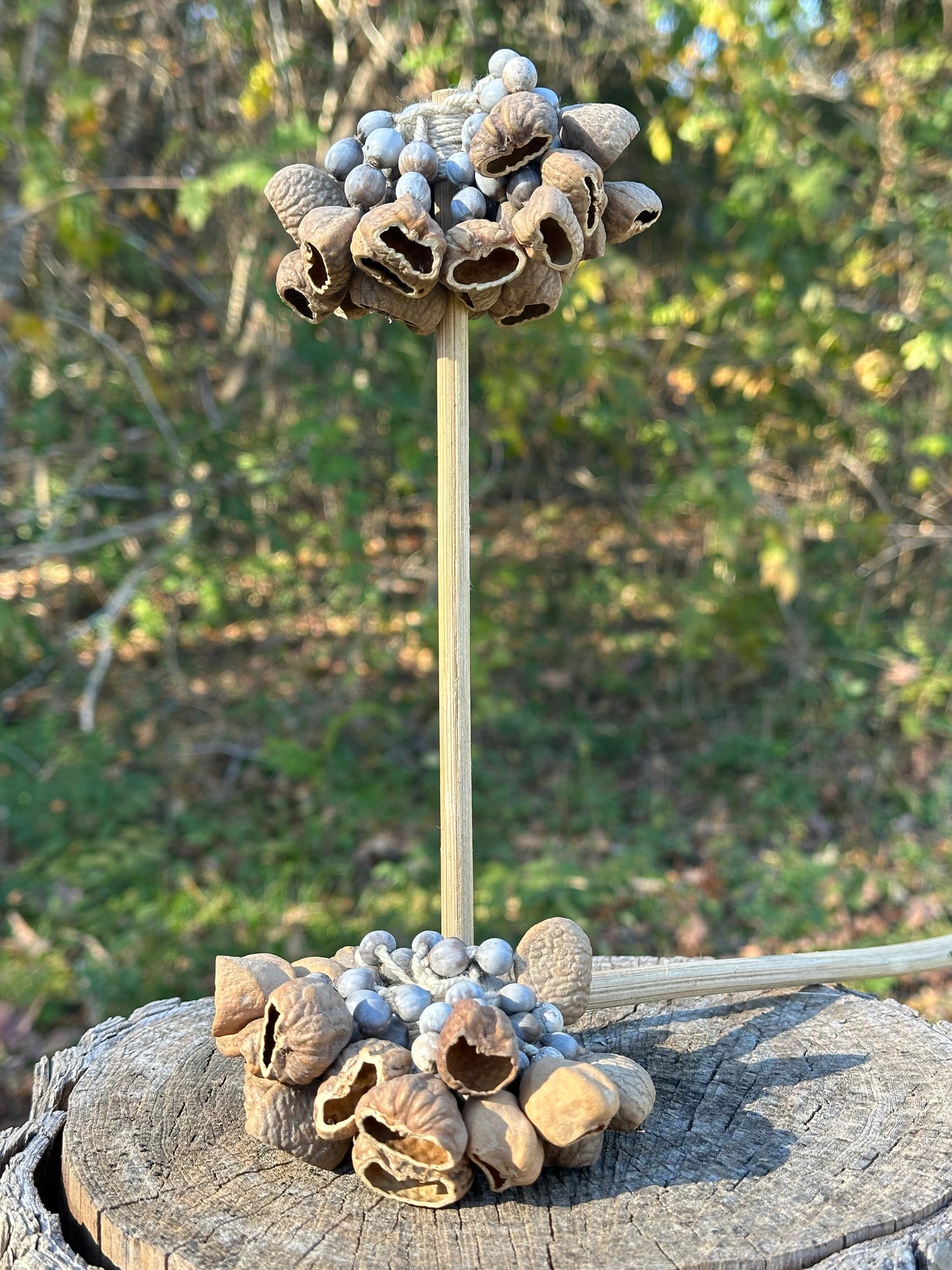 Colombian Pangi Nut Shaker
