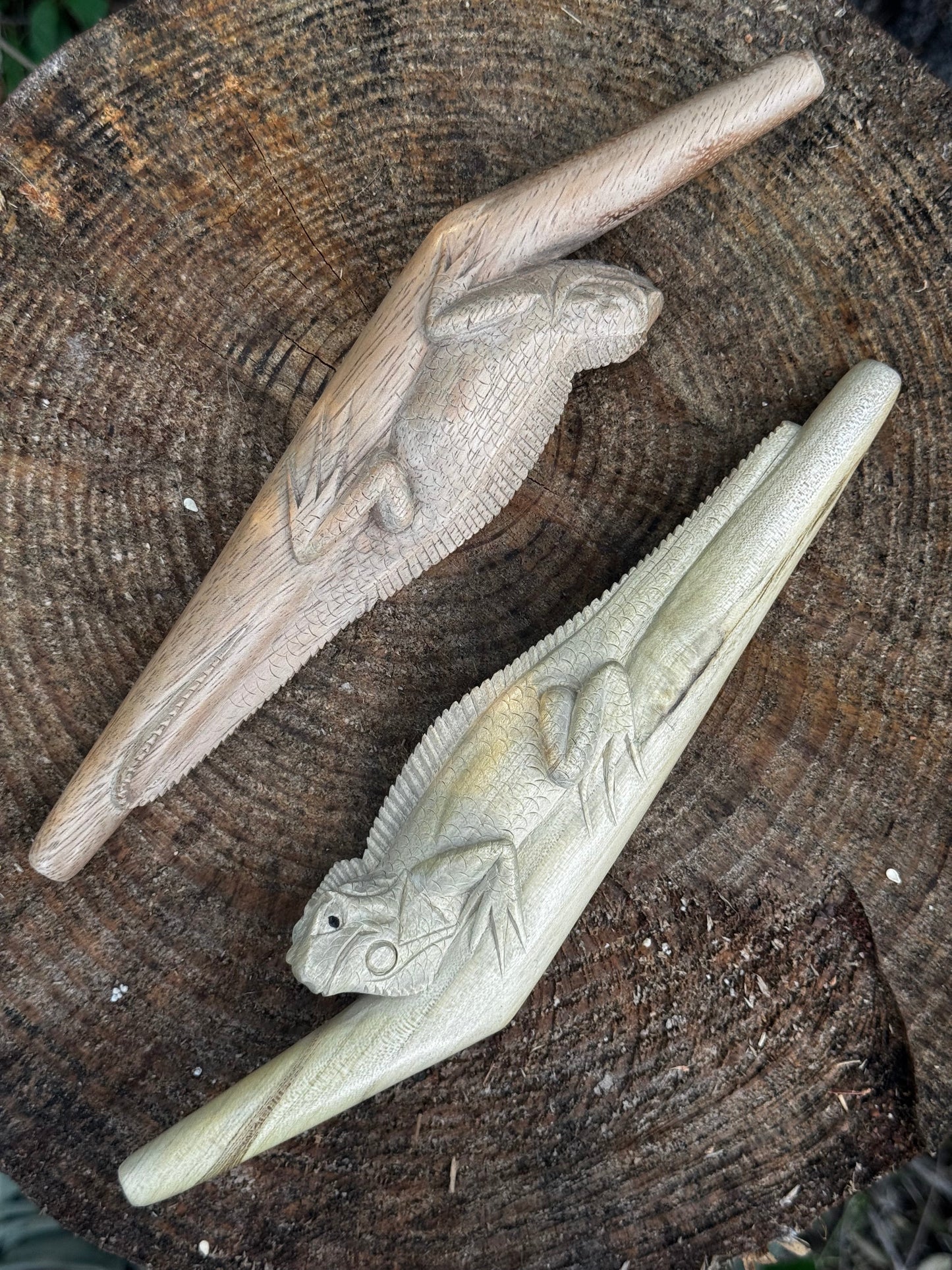 Iguana lizard Tepi