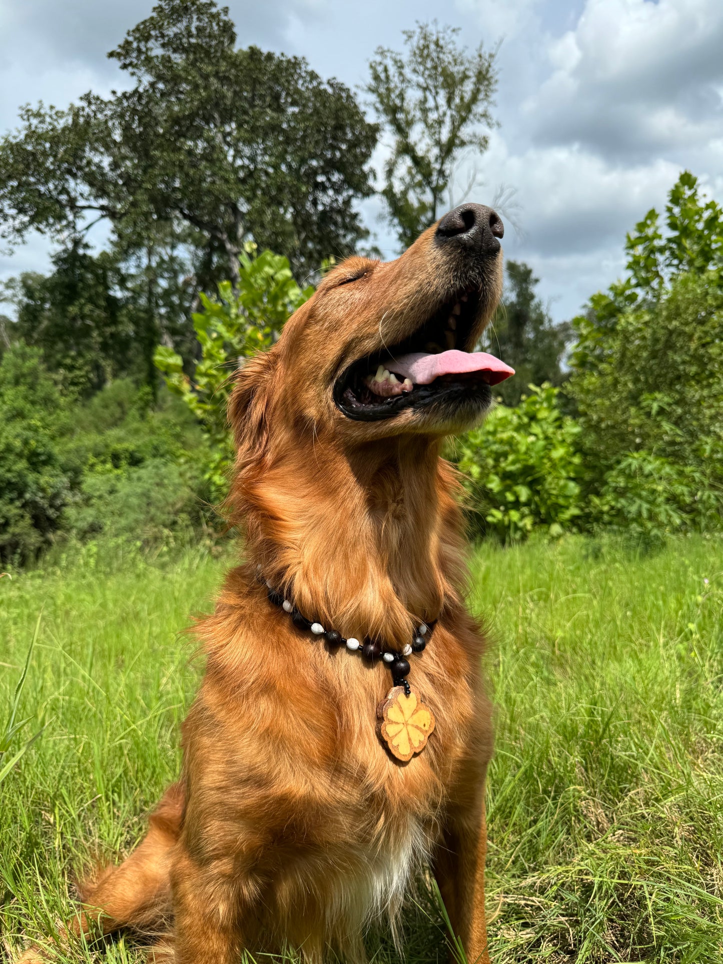 Collar de vid de Ayahuasca