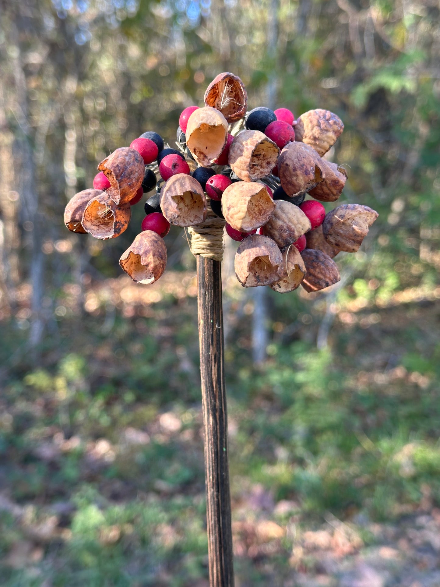 Colombian Pangi Nut Shaker