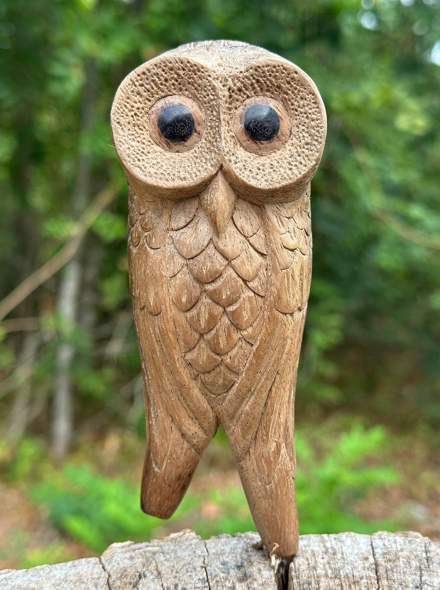 Búho posado Kuripe