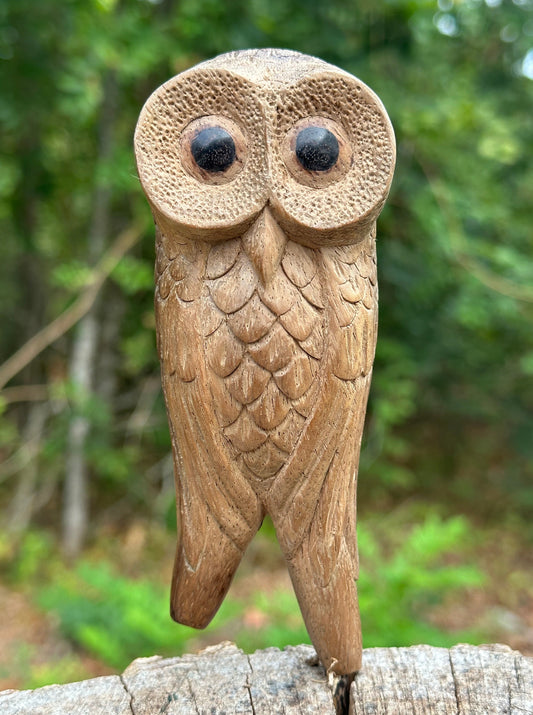 Owl perched Kuripe