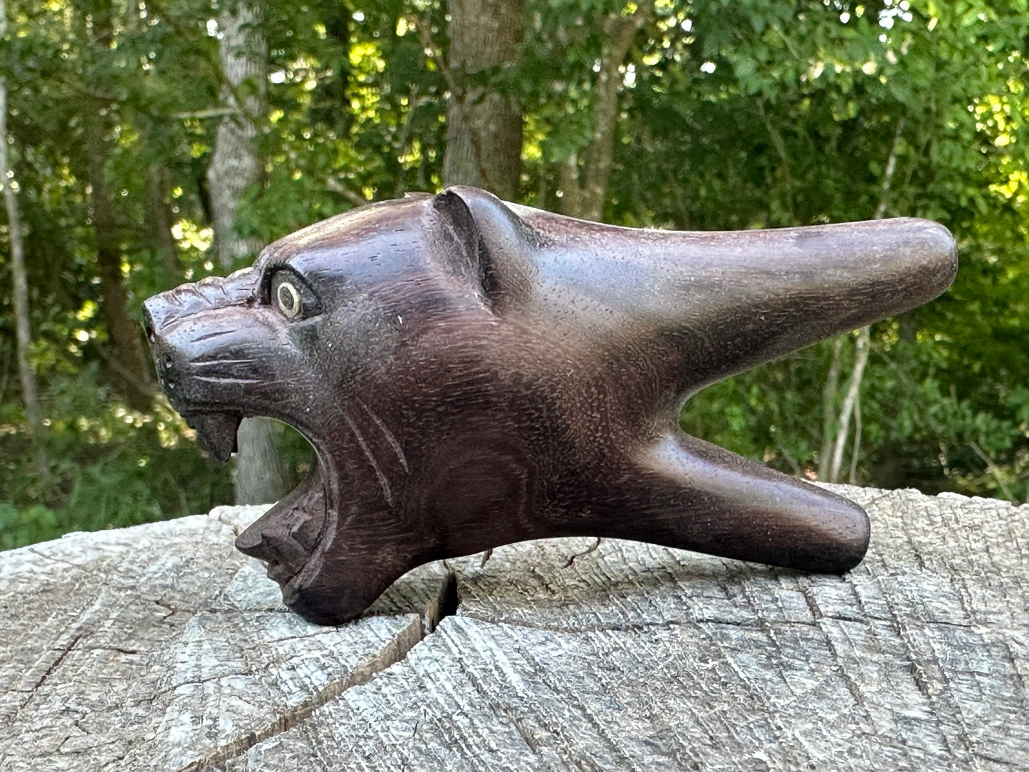 Jaguar Kuripe