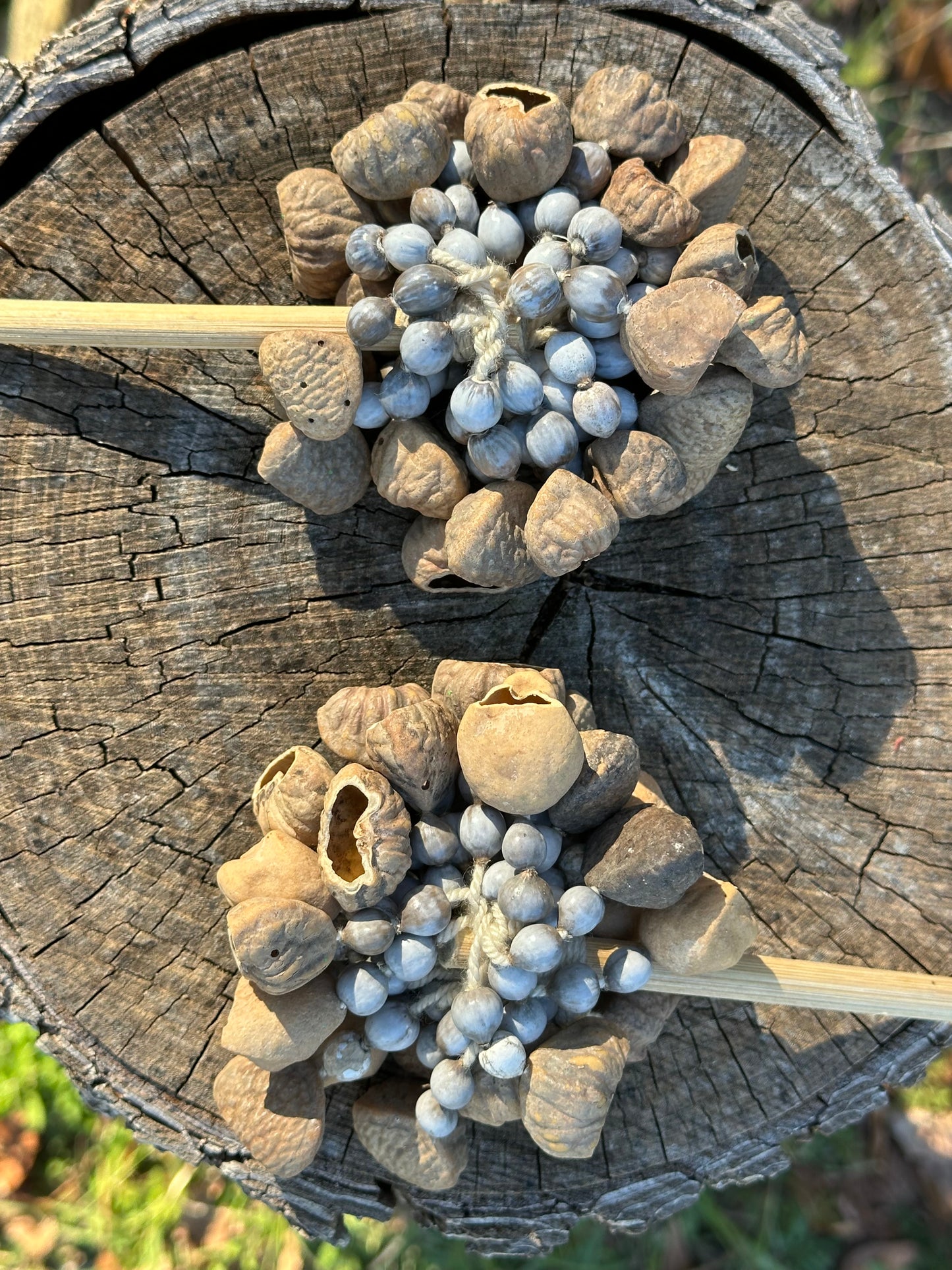 Colombian Pangi Nut Shaker