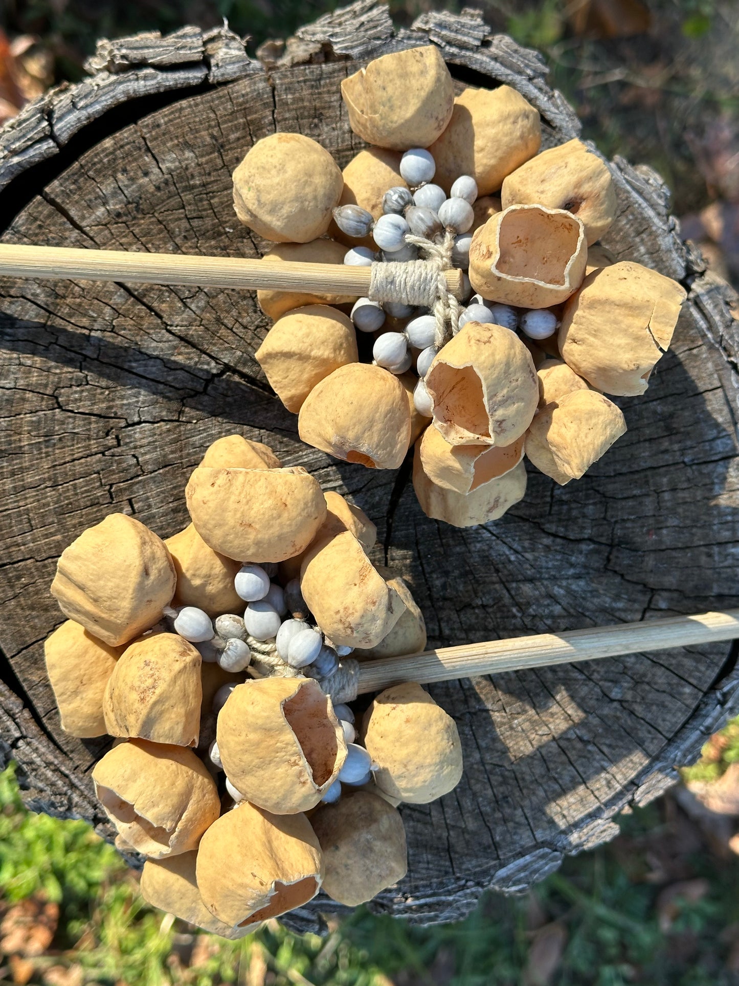Colombian Pala Seed Shaker