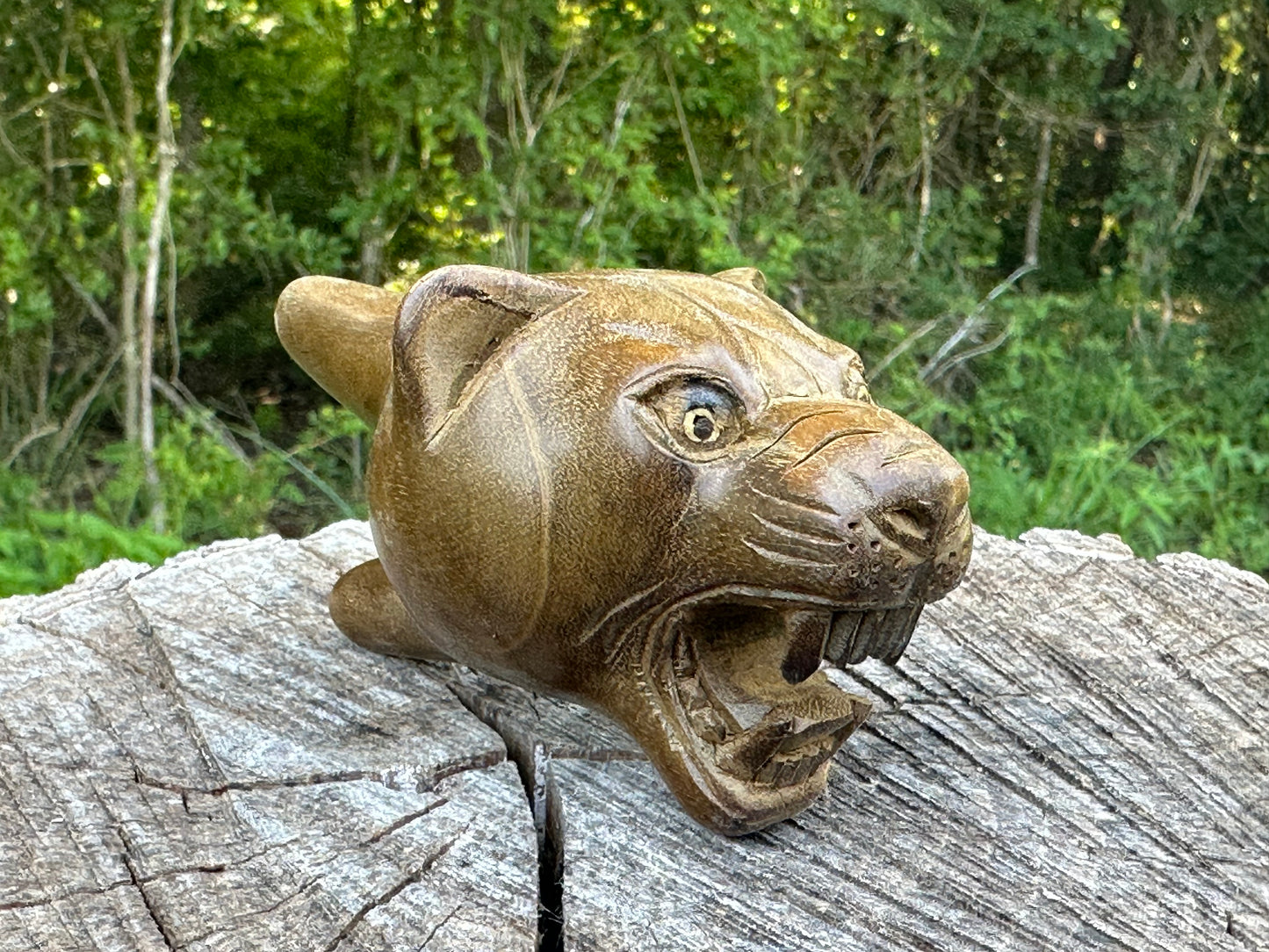 Jaguar Kuripe
