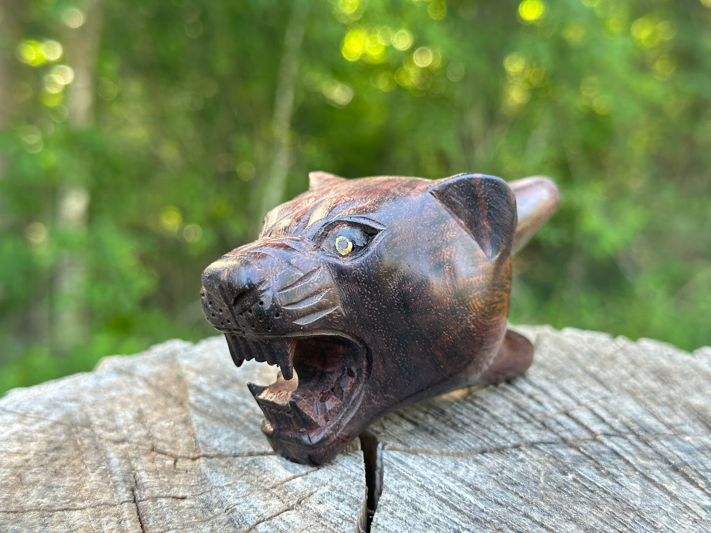 Jaguar Kuripe