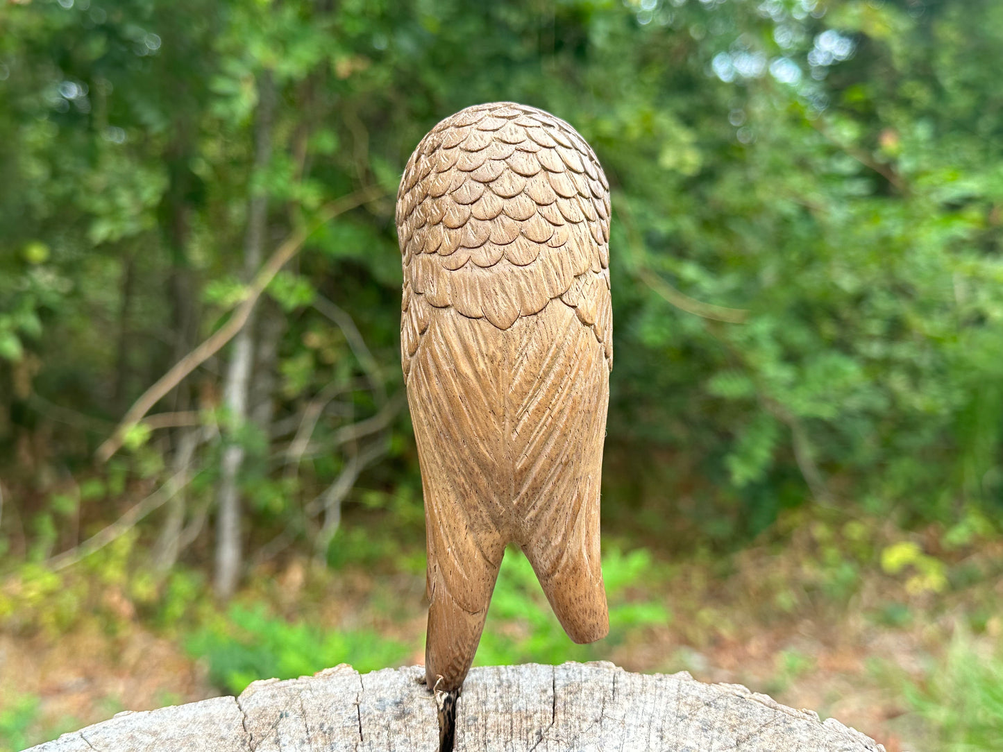 Búho posado Kuripe