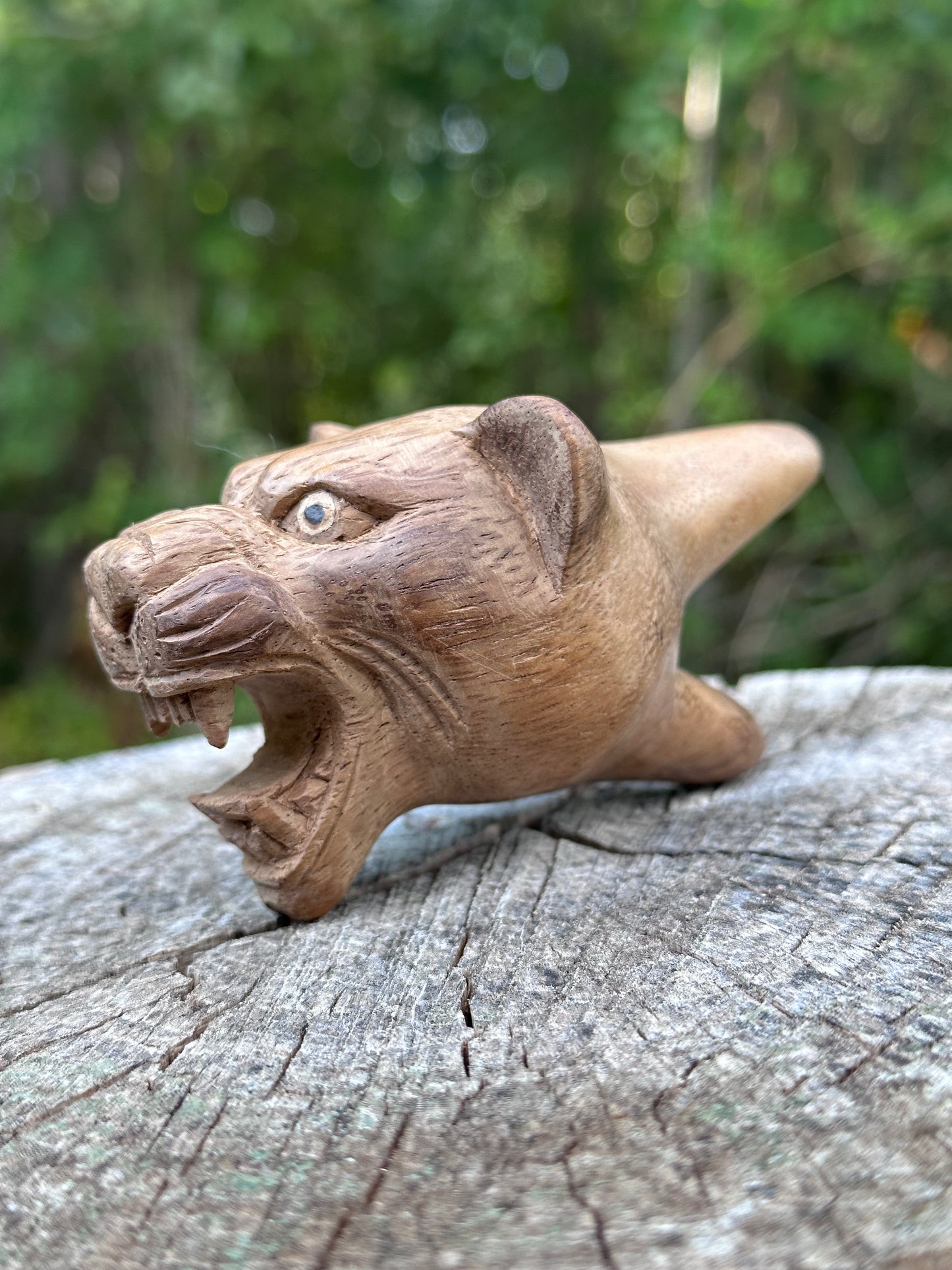 Jaguar Kuripe