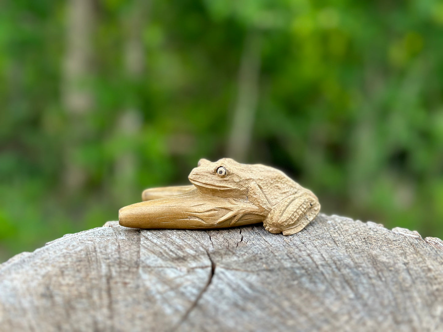 Sapo Bufo Kuripe