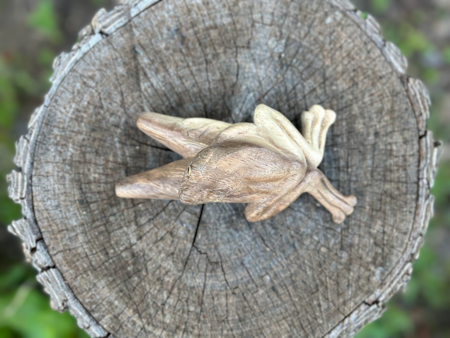 Kambo Frog Kuripe