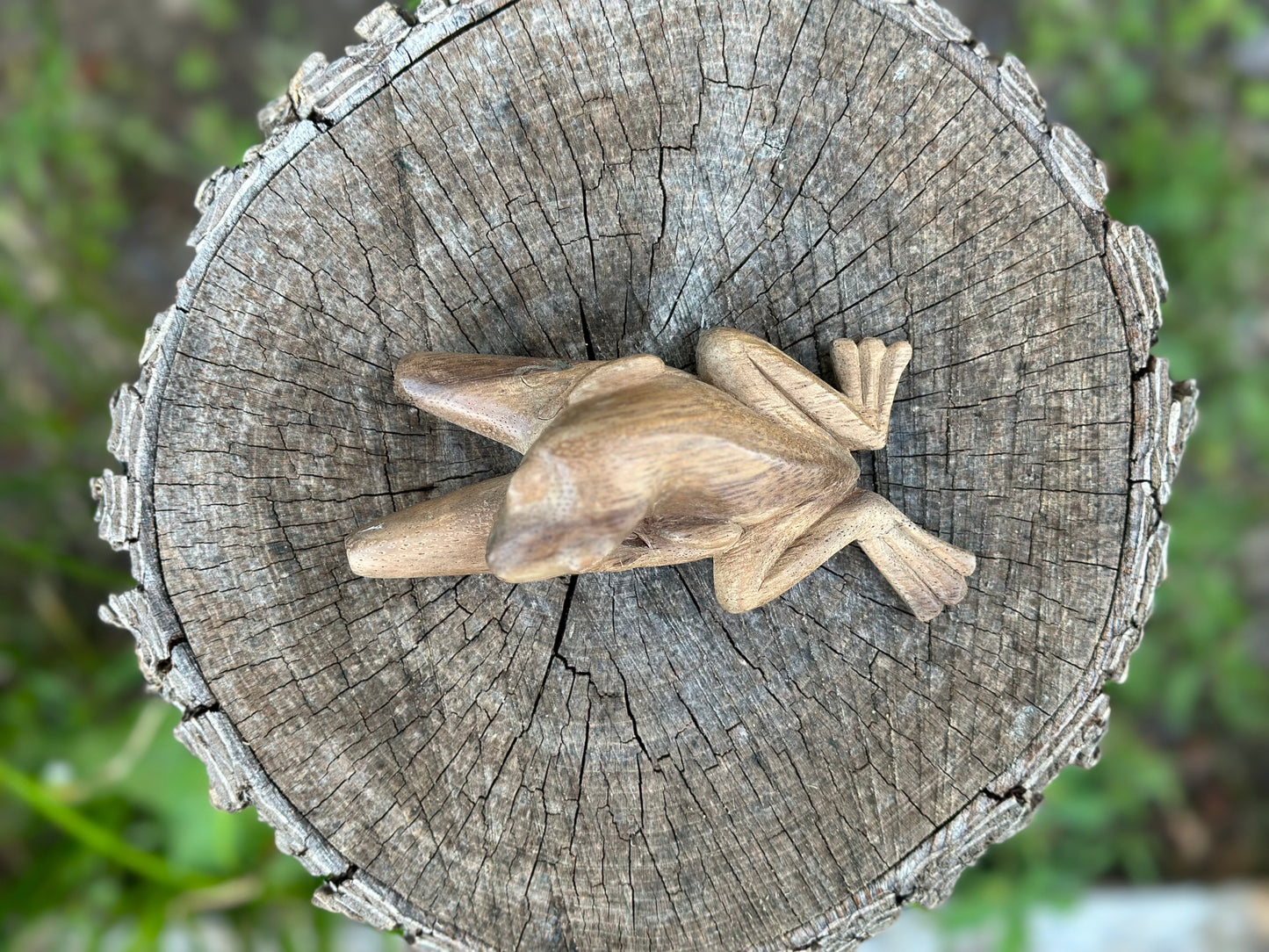 Kambo Frog Kuripe