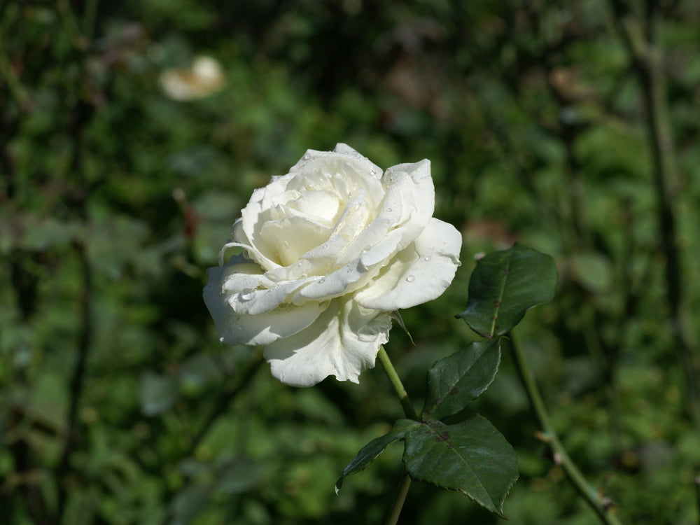 NUKINI ROSE Hapé - Nukini Tribe *Special Edition*