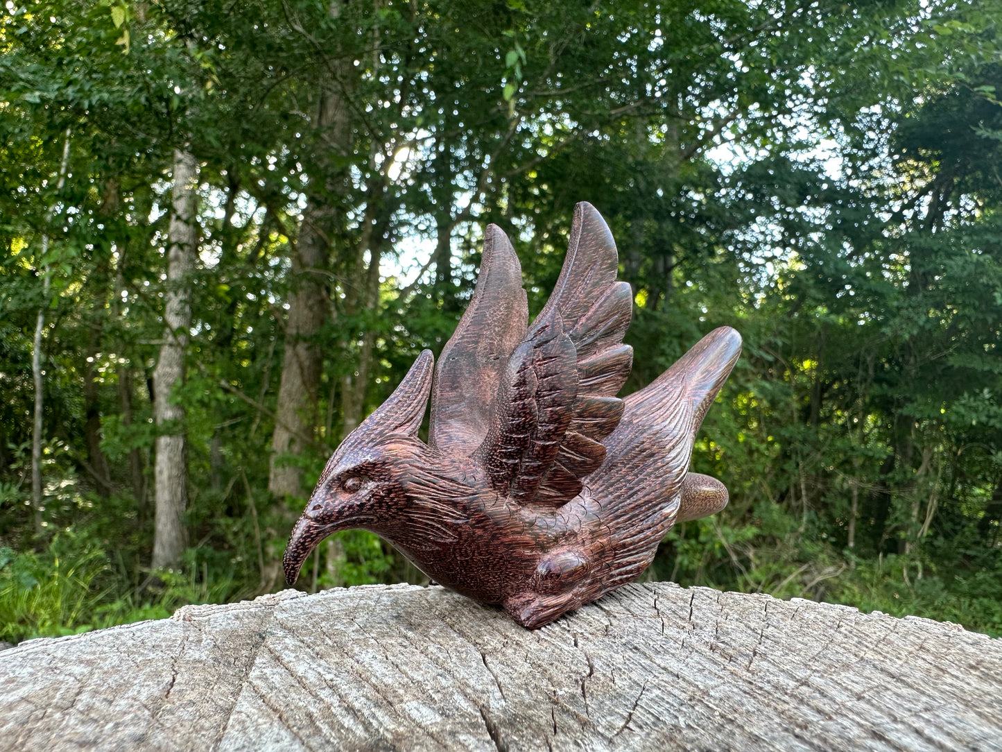 Halcón Pájaro Kuripe