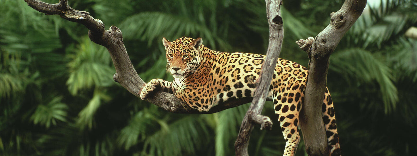 NUKINI JAGUAR Hapé - Nukini Tribe *Special Edition*