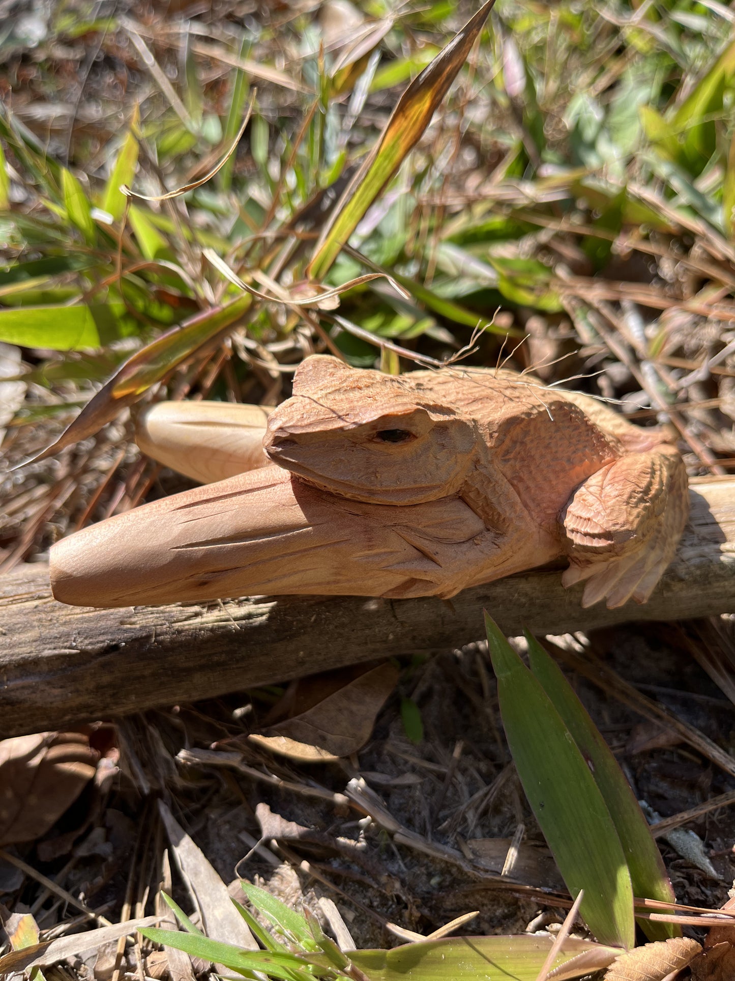 Sapo Bufo Kuripe