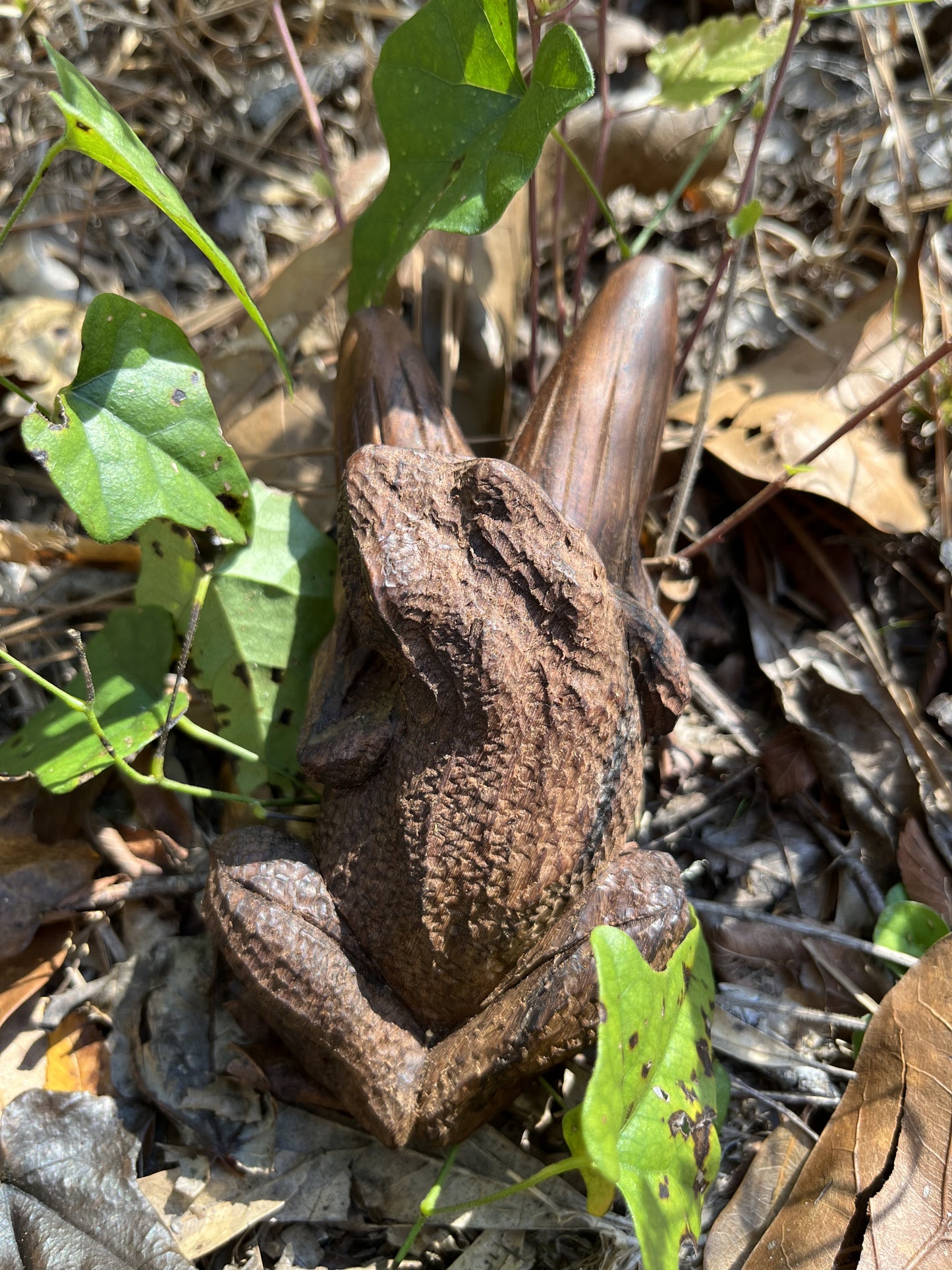 Sapo Bufo Kuripe