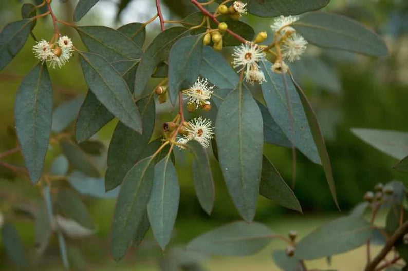 Eucalyptus Hapé - Yawanawa Tribe