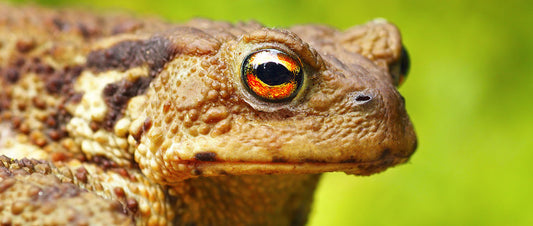 What is Bufo? Uncovering the Spiritual Insights of This Sacred Medicine