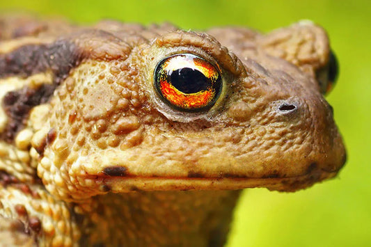 What is Bufo? Uncovering the Spiritual Insights of This Sacred Medicine