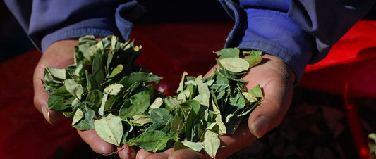 What is Mambe? Discovering the Amazonian Leaf’s Cultural and Spiritual Uses