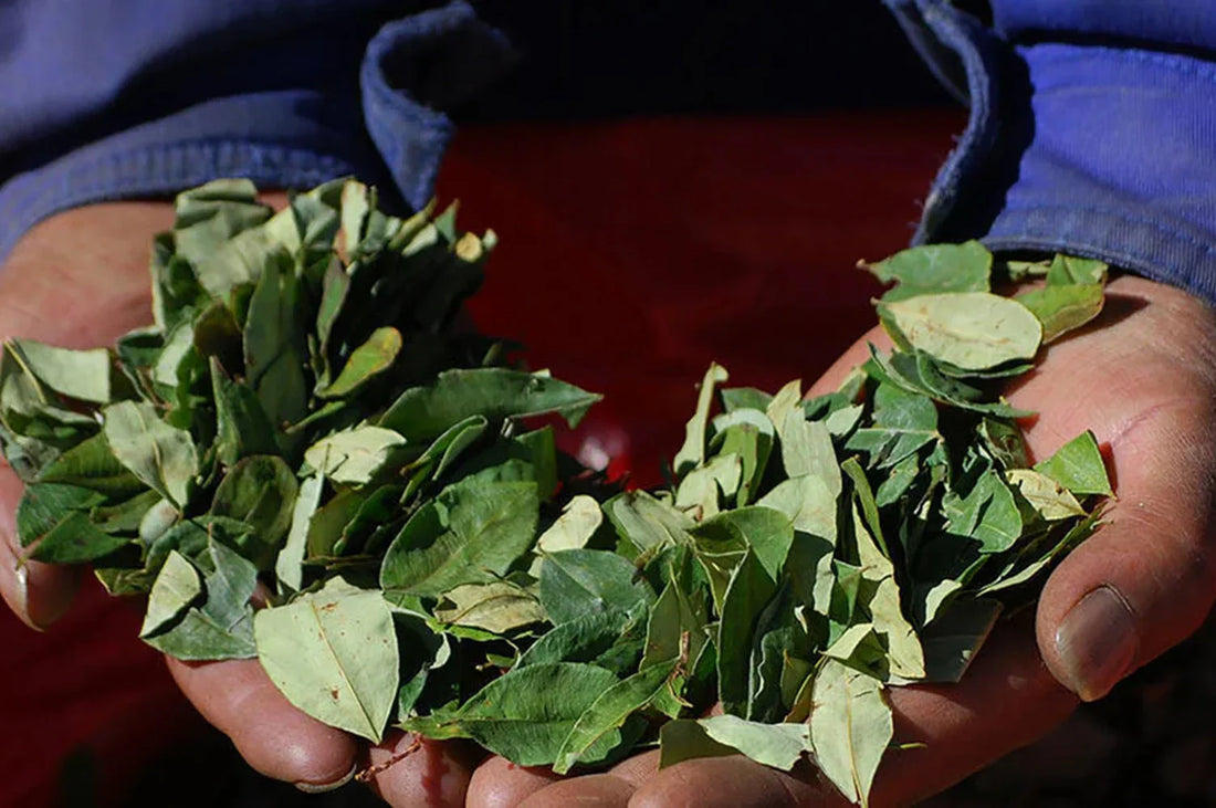 What is Mambe? Discovering the Amazonian Leaf’s Cultural and Spiritual Uses