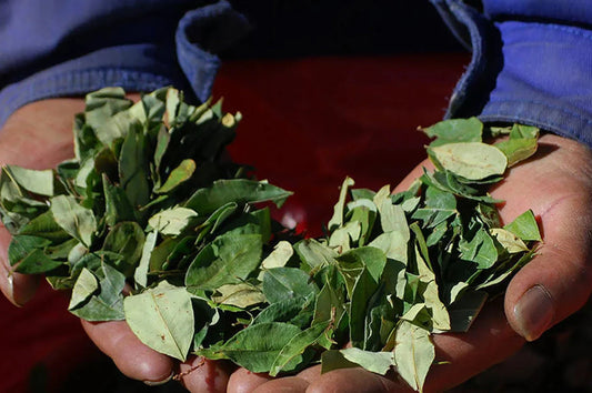 What is Mambe? Discovering the Amazonian Leaf’s Cultural and Spiritual Uses