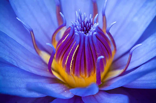 Opening the Heart with Blue Lotus Hapé: Ceremony for Dreamers and Seekers