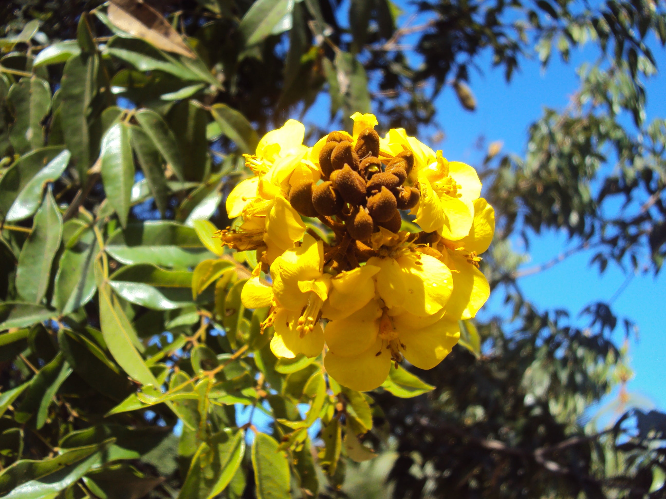 CANELEIRO - Tribu Yawanawá 