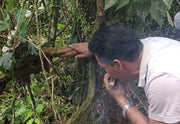 Ayahuasca Yagé Vine - microdose drops