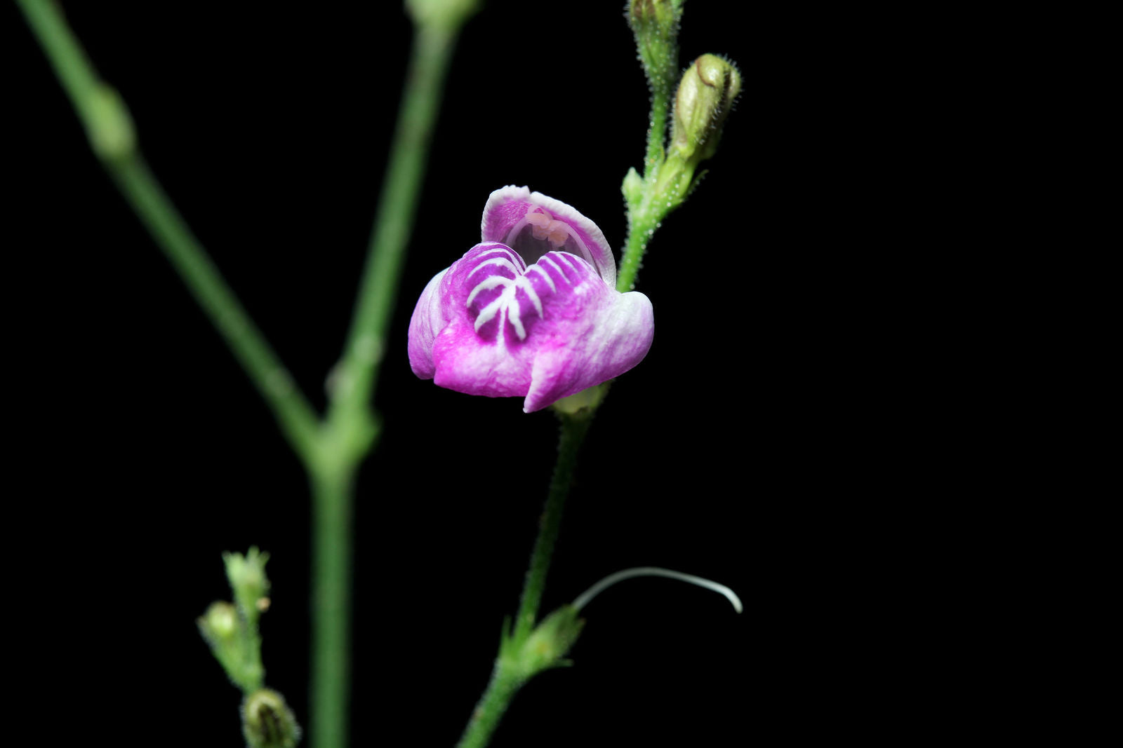 SANSARA HAPÉ - Tribu Yawanawa 