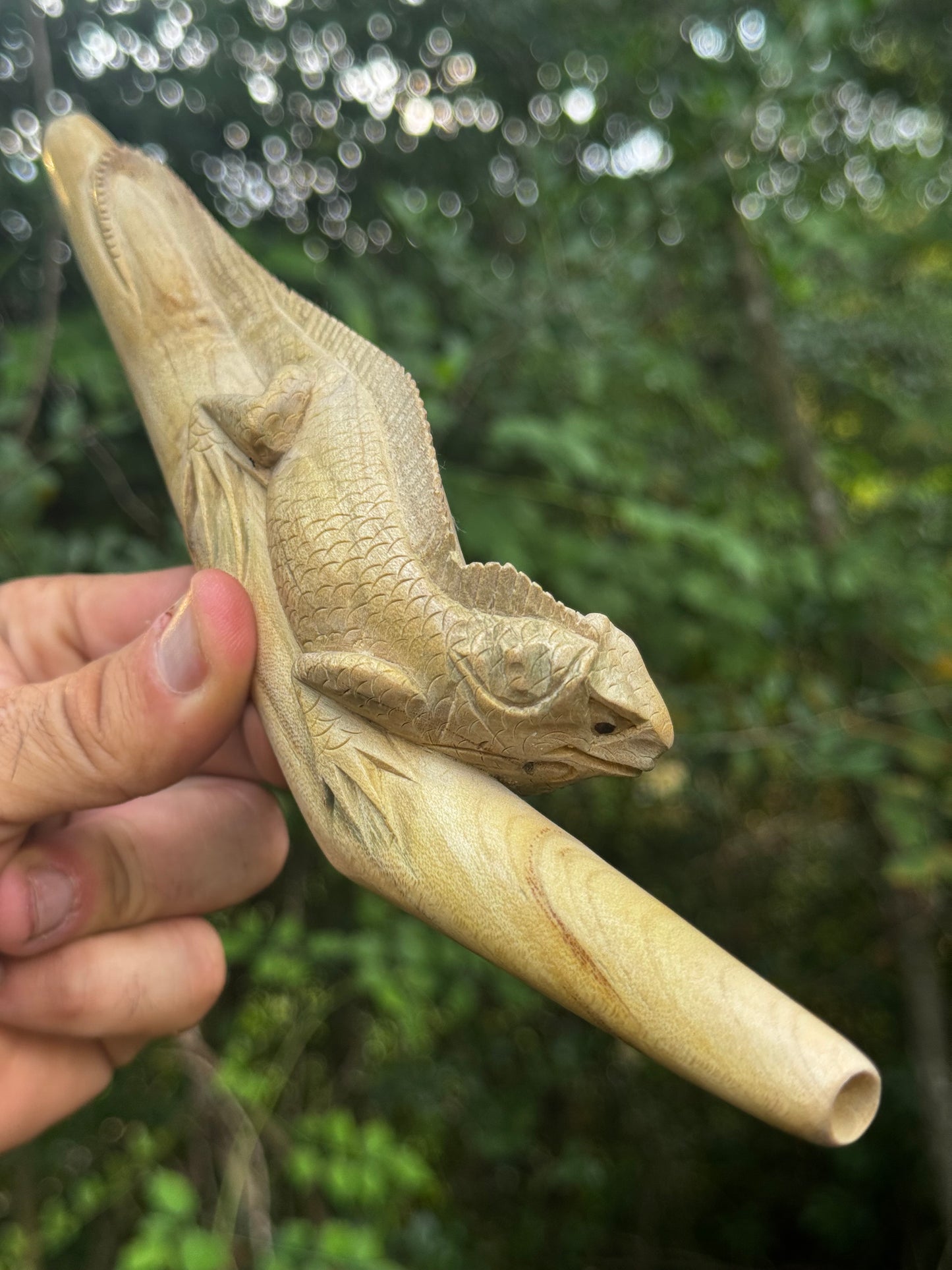 Iguana lizard Tepi