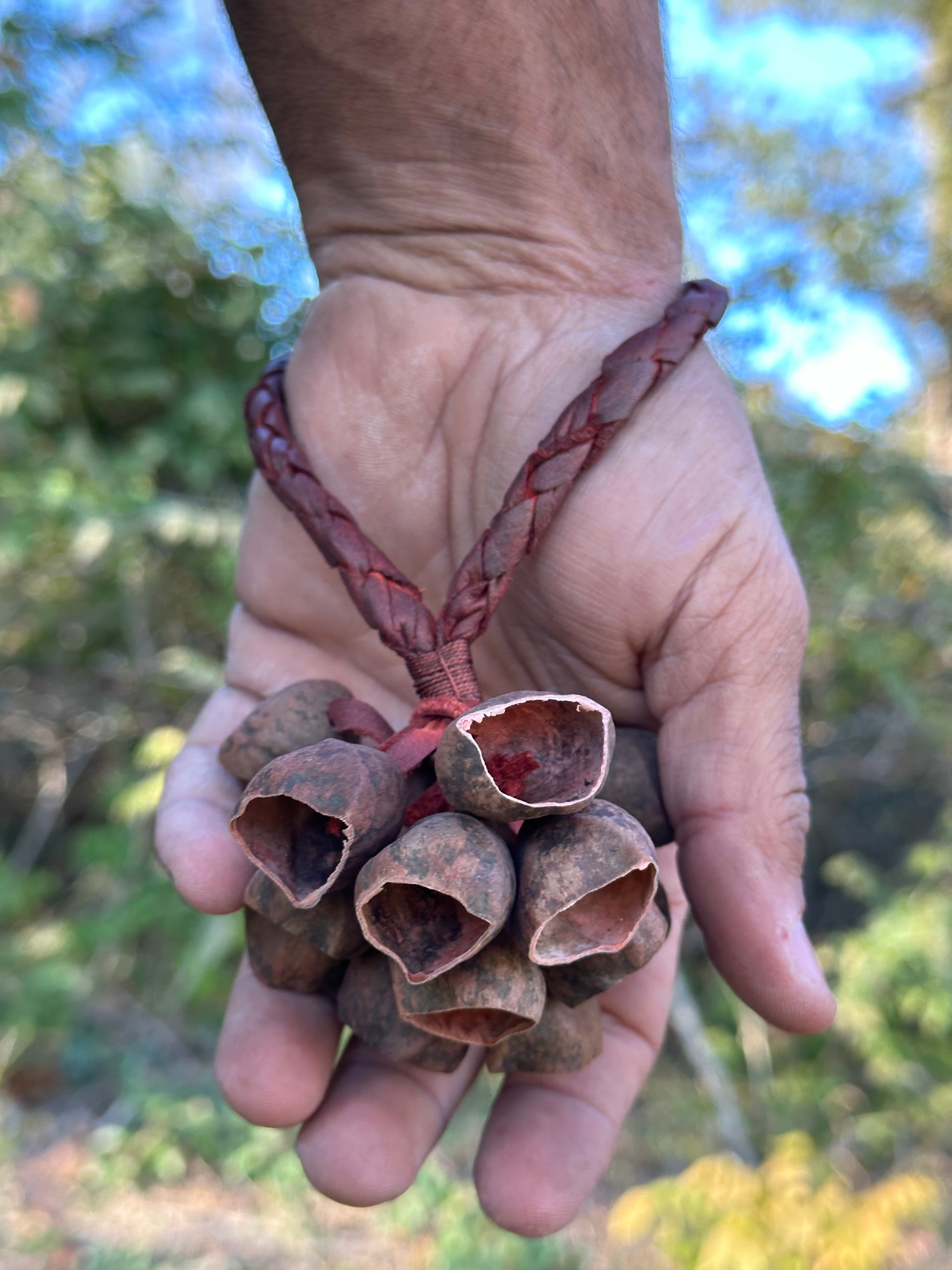 Colombian Pala Seed  Wrist Shaker