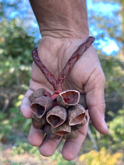 Colombian Pala Seed  Wrist Shaker