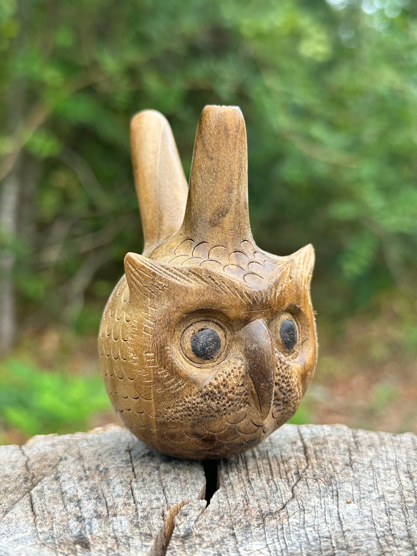 Owl head Kuripe