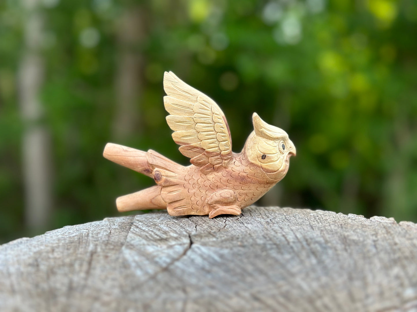 Owl flying 🦉 Kuripe