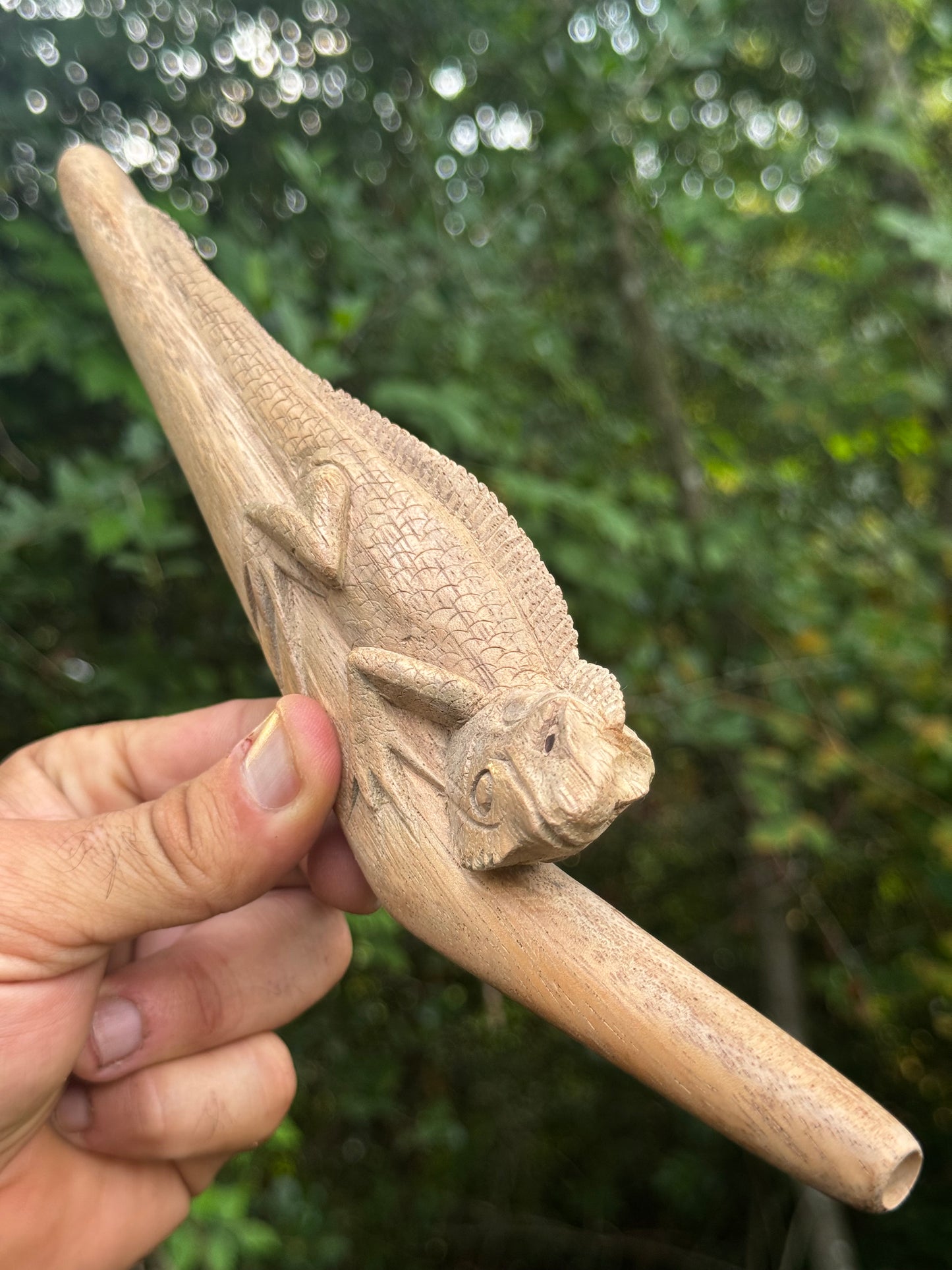 Iguana lizard Tepi