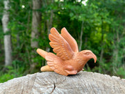 Eagle Águila 🦅 kuripe