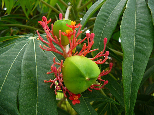 VASHAWA HAPÉ - Tribu Katukina 