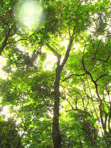 PAU PEREIRA HAPÉ - Tribu Katukina 