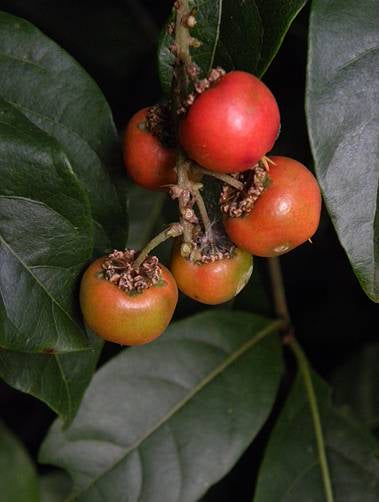 MURICI HAPÉ - Tribu Katukina