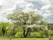 JUREMA BRANCA HAPÉ - Tribu Fulni-ô 