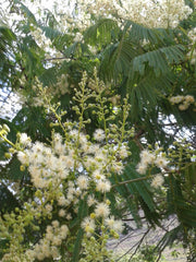 JUREMA BRANCA HAPÉ - Tribu Fulni-ô 