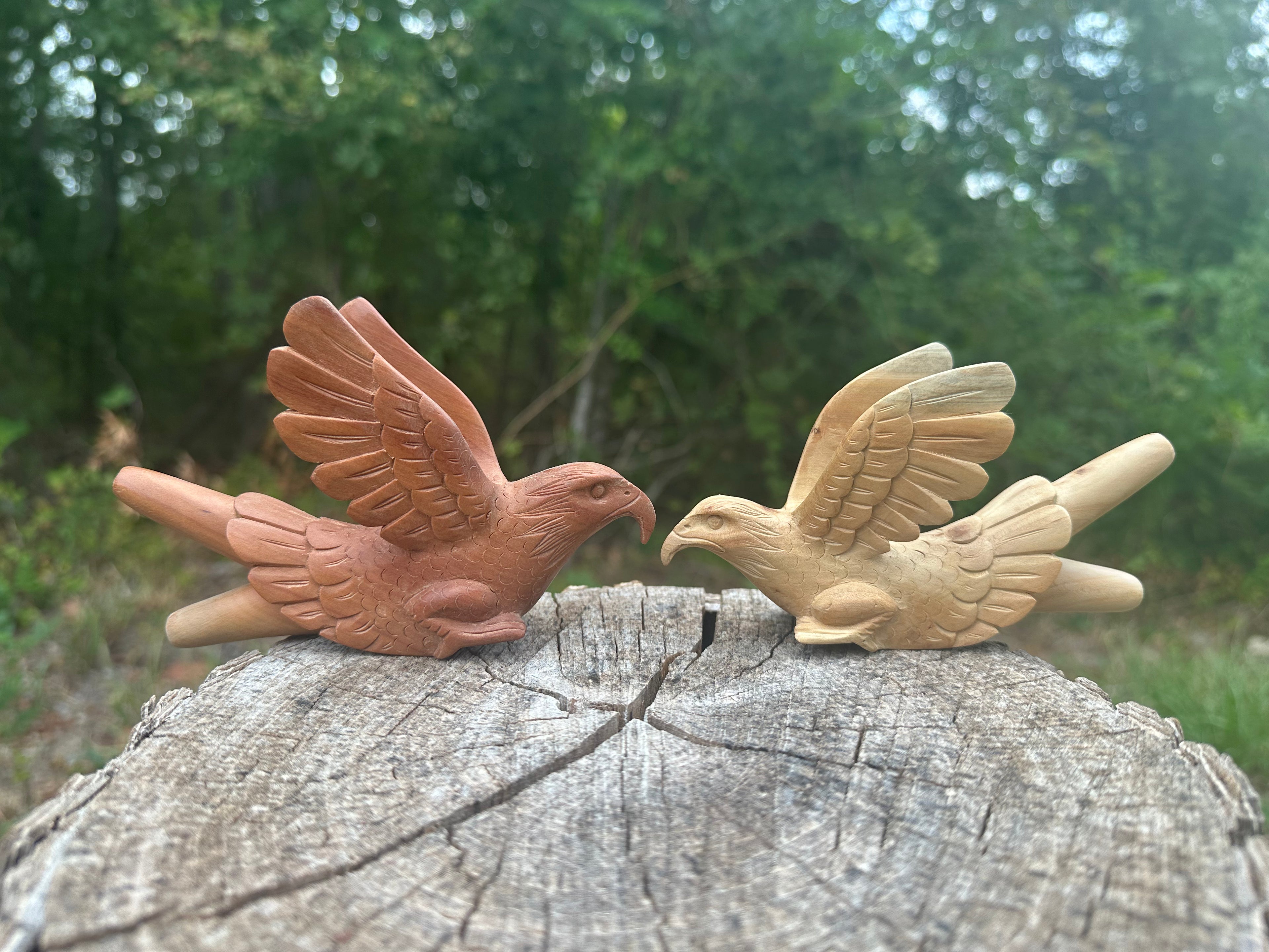 Eagle Águila 🦅 kuripe