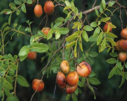 COPAIBA Hapé - Huni Kuin Tribe