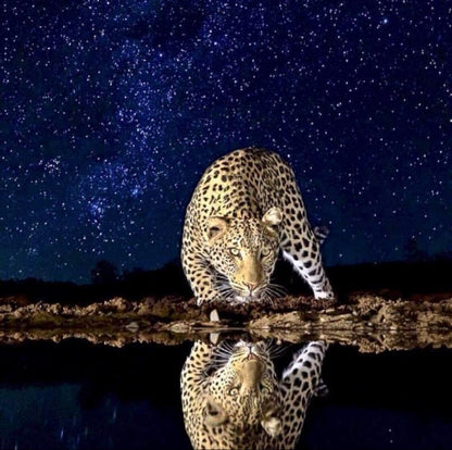 NUKINI JAGUAR Hapé - Tribu Nukini *Edición Limitada* 