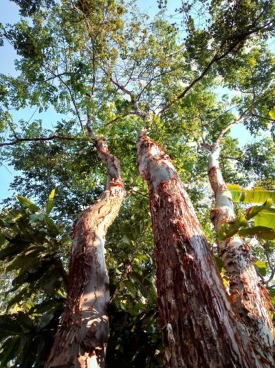 EMBURANA Hapé - Huni Kuin Tribe